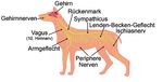 N SIC Biologie-Abiturtraining: mündliche Abiturprüfungen 1-3