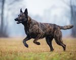 Der Holländische Schäferhund - Allrounder mit Köpfchen - Schweizer Hunde Magazin