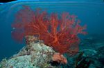 Inselreich Palau ein Paradies für Meeresaquarianer!