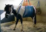 Entwicklung eines verbesserten Hängegeschirrs für Pferde: Das Tier - Bergungs- und Transportnetz (TBTN)