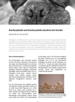 Brachycephalie und brachycephales Syndrom bei Hunden