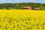 Schweden Auf den Spuren von Astrid Lindgren