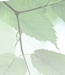 Eschentriebsterben warum kleine B&auml;ume eher sterben, und welche Waldeigenschaften ETS beg&uuml;nstigen - WSL