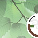 Eschentriebsterben warum kleine B&auml;ume eher sterben, und welche Waldeigenschaften ETS beg&uuml;nstigen - WSL