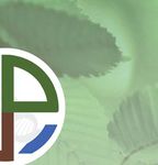 Eschentriebsterben warum kleine B&auml;ume eher sterben, und welche Waldeigenschaften ETS beg&uuml;nstigen - WSL