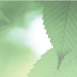 Eschentriebsterben warum kleine B&auml;ume eher sterben, und welche Waldeigenschaften ETS beg&uuml;nstigen - WSL