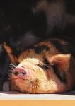 2018 GESCH&Auml;FTSBERICHT - Tierpark Hellabrunn