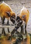 2018 GESCH&Auml;FTSBERICHT - Tierpark Hellabrunn