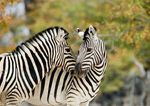 Naturwunder im südlichen Afrika - reisehotline24.com