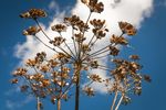 Wildblumenwiese - OHNE Pestizide
