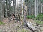 Gemeinderat informiert sich über den Gemeindewald - Gemeinde Ebhausen