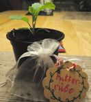 NEUIGKEITEN AUS FRICKENHAUSEN MIT LINSENHOFEN UND TISCHARDT 54. Jahrgang/Donnerstag, 22. April 2021/Nr. 16 - Gemeinde Frickenhausen