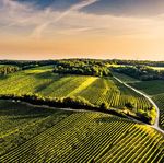 Der Wolf im Schafspelz - Weingut Umathum