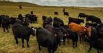 Fachreise - Rindermast in Westkanada - August - September 2022 - Swiss Beef