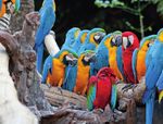Costa Rica Naturwunder zwischen Pazifik & Karibik - 13 Tage Studien- und Erlebnisreise - Reisebüro Passage-Kontor