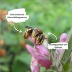 Bestimmungshilfe: Insekten-Zählung 01. Juni - 15. Juli