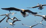 Naturschutz MV - NABU Mecklenburg-Vorpommern