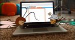 APPENDIX DEUTSCH MIT KARLA UND KAI VOLUME 2 - SONG TEXTS, FLASHCARD TEMPLATES, CULTURAL INFORMATION AND GRAMMATICAL FEATURES - Goethe-Institut
