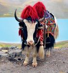 China Tibet: Mit der Tibet-Bahn bis zum Dach der Welt - DERPART EXTRA Pro Person im DZ ab € 2.195