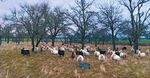 REGION LEIPZIG NATURSCHUTZ UND LANDWIRTSCHAFT IN DER - BEISPIELE AUS DER PRAXIS - EIN E HANDREICHUNG