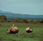 Ein Horn bringt auf dem Schwarzmarkt bis zu einer Million Dollar - Für das Nashorn und andere bedrohten Tiere ist Ihre Spende lebenswichtig.