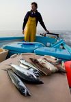 Löcher im Netz! Die Verbesserung der Fischereikontrolle in EU-Gewässern