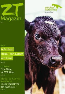 Magazin - Milchkuh Rosa - ein Leben am Limit Fokus - Z&uuml;rcher Tierschutz