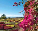 Portugal - Madeira Blumenzauber im Atlantik - Reisebegleitung durch Sebastian Erber - Profi Tours ...