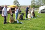 Afghanischen Windhunde - Jahresausstellung der - DOPPELVERANSTALTUNG BEIM WRV KURPFALZ IN OBERHAUSEN-RHEINHAUSEN AM 21.-22.04.2018