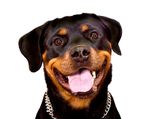 Rottweiler, Staff & Co- Die neuen sicherheitspolizeilichen Vorschriften zur Hundehaltung in Wien und N&Ouml;