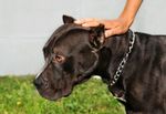 Rottweiler, Staff & Co- Die neuen sicherheitspolizeilichen Vorschriften zur Hundehaltung in Wien und N&Ouml;