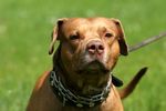 Rottweiler, Staff & Co- Die neuen sicherheitspolizeilichen Vorschriften zur Hundehaltung in Wien und N&Ouml;