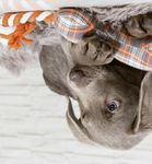 Tierischer Umsatz in der MEO-Region - Auf den Hund gekommen - IHK24