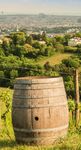 GUIDE 2019 - Die beste Lage der Stadt - Stadtlandwirtschaft Wien