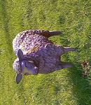 DENN BEI DIR IST DIE QUELLE DES LEBENS, UND IN DEINEM LICHTE SEHEN WIR DAS LICHT.