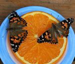 DENN BEI DIR IST DIE QUELLE DES LEBENS, UND IN DEINEM LICHTE SEHEN WIR DAS LICHT.