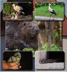 Mitteilungsblatt - Heimische Tierwelt in Obermichelbach - der Verwaltungsgemeinschaft Obermichelbach - Tuchenbach - Verwaltungsgemeinschaft ...