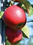 Schorfresistente Apfelsorten - Einfacher in der Produktion, ausgezeichnet im Geschmack