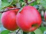 Schorfresistente Apfelsorten - Einfacher in der Produktion, ausgezeichnet im Geschmack