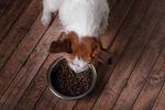 Unterschiedliche F&uuml;tterungsmethoden von Hund und Katze - Heimtier-Journal