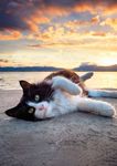 Unterschiedliche F&uuml;tterungsmethoden von Hund und Katze - Heimtier-Journal