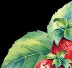 Ihr Partner für gesunde Früchte - Obstbauratgeber 2021 | kwizda-agro.at - Kwizda Agro