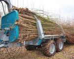 Energiewälder - Holz von schnellwachsenden Baum arten - Holzenergie - so funktioniert's