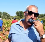 WeinLese Signor Primitivo - Aufwind im Absatz: Salvatore Meros Primitivo-Weine stehen f&uuml;r eine neue Qualit&auml;t aus Apulien - Delinat