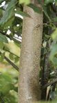 Europäische Stechpalme | Ilex aquifolium - Wald. Deine Natur.
