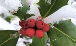 Europäische Stechpalme | Ilex aquifolium - Wald. Deine Natur.