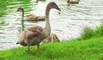 Der R&uuml;ttelfalke - Jahres-programm 2022 in der Heftmitte - LBV Landsberg