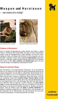 Wespen und Hornissen - wie mache ich's richtig?