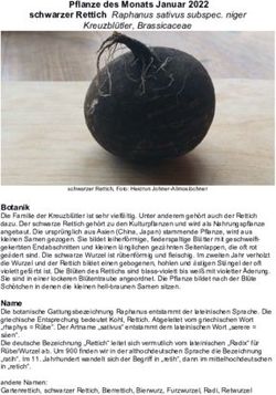 Pflanze des Monats Januar 2022 schwarzer Rettich Raphanus sativus subspec. niger