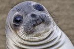 Das Internet-Meme als Sprache-Bild-Text - Andreas Osterroth